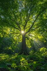 Obraz premium Sunbeams shining through majestic green tree in lush forest