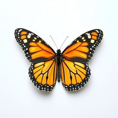 Fototapeta premium Monarch butterfly nature close-up white background detailed wildlife