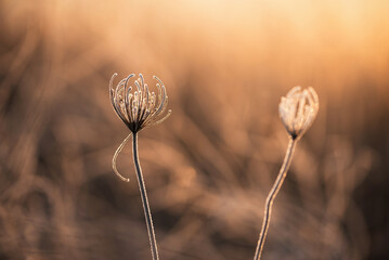 Zimowe tło, suche kwiaty w szronie, mroźny poranek, tapeta trendy 2025 © Elżbieta Kaps
