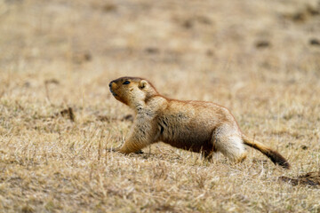 マーモット　ホスタイ国立公園の野生動物　モンゴル