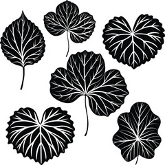Organic nature medical herb. Centella asiatica silhouette Vector illustration.