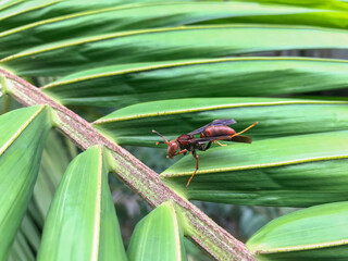 A brown wasp or hornet resting on green palm leaves, captured in a macro perspective. Perfect for biodiversity themes, environmental education, and insect-related publications.