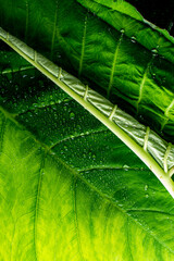 A green leaf covered with water droplets 
