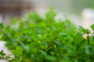 Mint plant