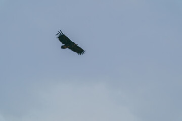 ハゲタカ　ホスタイ国立公園の野生動物 モンゴル