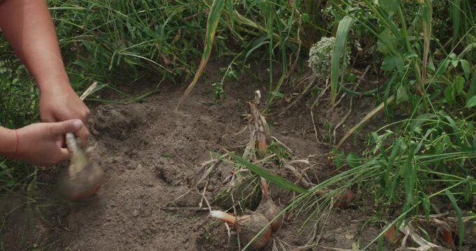 A farmer picks ripe onions from his garden, carefully brushing away loose soil to reveal the fresh vegetables underneath. A man celebrates a good harvest of onions in his garden.