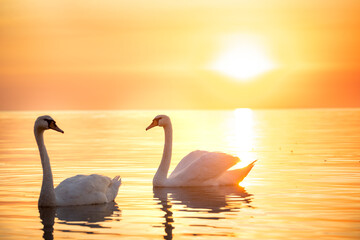 Beautiful snow-white swan bird in the gentle pink light of dawn on the water © Ann Stryzhekin