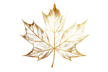 maple leaf in golden line art isolated