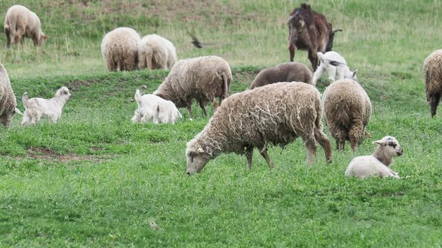 Goat and sheep with lambs grazing on a green meadow in early spring