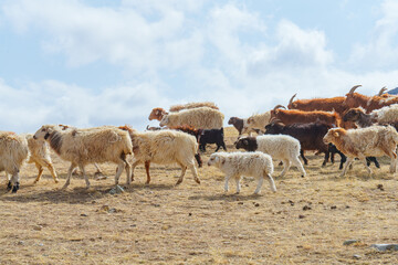ホスタイ国立公園の遊牧民の家畜の羊たち