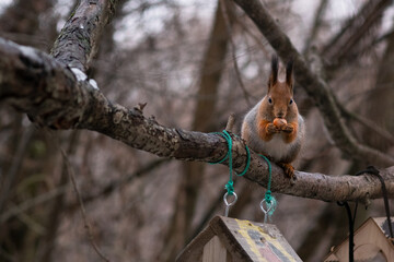 squirrel on a tree