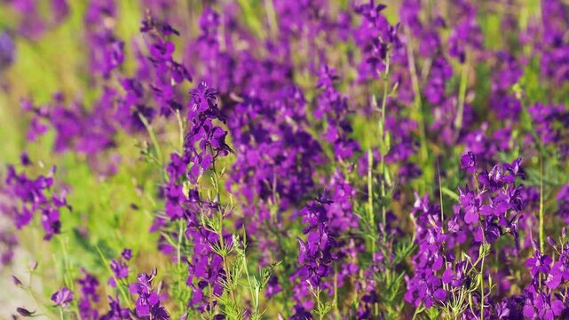 Purple wild flower field of oriental knight spur plant, Consolida orientalis
