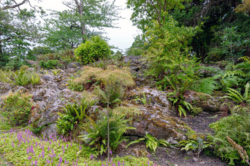 Obraz premium A rocky hillside with a variety of plants including ferns and moss