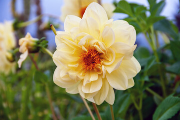 A yellow flower with a brown center sits in a green bush