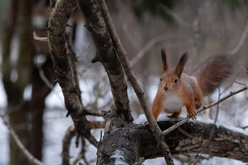 squirrel on a tree