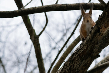 Squirell on the tree