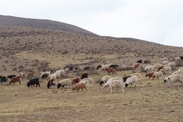 ホスタイ国立公園の遊牧民の家畜の羊たち
