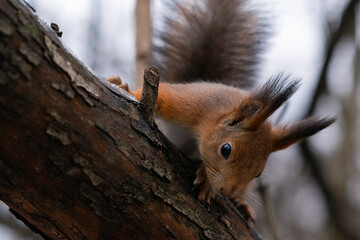 squirrel in the forest