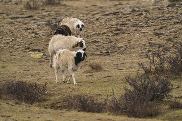 ホスタイ国立公園の遊牧民の家畜の羊たち