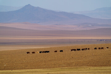 Obraz premium ホスタイ国立公園 広大な大地を歩む動物たち