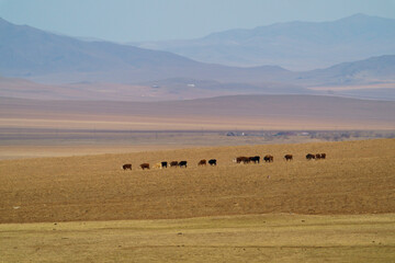 Obraz premium ホスタイ国立公園 広大な大地を歩む動物たち