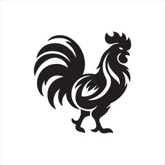 rooster isolated on white background