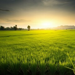 field, grass, landscape, sky, green, nature, meadow, agriculture, summer, wheat, cloud, farm, rural, countryside, blue, country, horizon, spring, sunset, sun, season, land, lawn, plant, sunlight