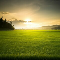 field, grass, landscape, sky, green, nature, meadow, agriculture, summer, wheat, cloud, farm, rural, countryside, blue, country, horizon, spring, sunset, sun, season, land, lawn, plant, sunlight