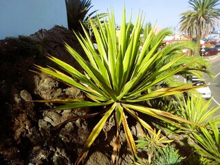 Puerto de la Cruz auf Teneriffa in Spanien