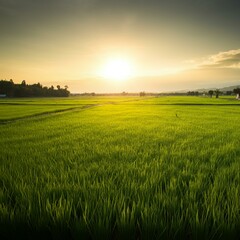 field, grass, landscape, sky, green, nature, meadow, agriculture, summer, wheat, cloud, farm, rural, countryside, blue, country, horizon, spring, sunset, sun, season, land, lawn, plant, sunlight