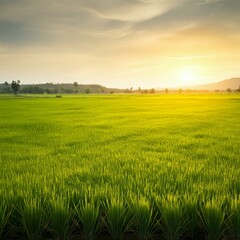 field, grass, landscape, sky, green, nature, meadow, agriculture, summer, wheat, cloud, farm, rural, countryside, blue, country, horizon, spring, sunset, sun, season, land, lawn, plant, sunlight