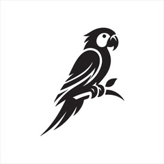 black and white bird