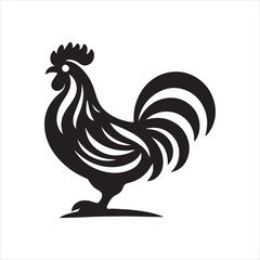 rooster isolated on white background