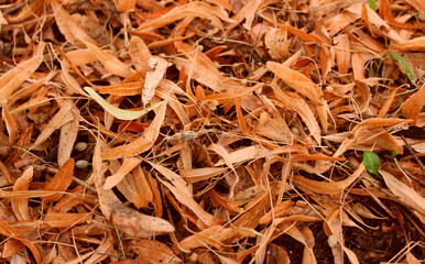 The rich color of fallen linden tree flowers after the flowering season