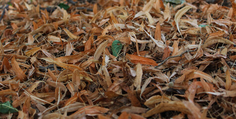 A thick layer of dry linden petals covers the soil angle view textured background
