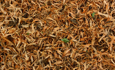 Pattern of dried linden blossom on the ground. The linden tree has finished blooming
