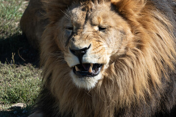 Lion Roaring Close Up Wildlife