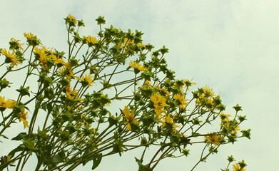 Small Flowers Blossom On A Stems Of Plant Isolated Against Cloudy Sky 
