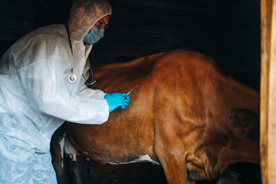 Veterinarian wearing protective suit and mask injecting vaccine to brown cow standing in barn, performing medical procedure for livestock animal health