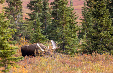 Alaska Yukon Bull Moose in Denali National Park Alaska in Autumn