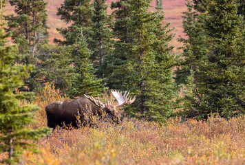 Alaska Yukon Bull Moose in Denali National Park Alaska in Autumn