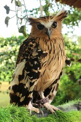 Close up photo of an owl 
