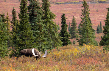 Alaska Yukon Bull Moose in Denali National Park Alaska in Autumn