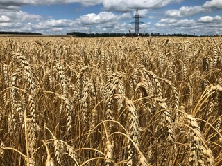 Winter wheat. Under the sizzling summer sun, wide-eyed endless fields of bread reach. Wheat grain...