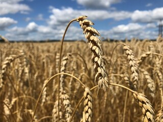Winter wheat. Under the sizzling summer sun, wide-eyed endless fields of bread reach. Wheat grain...