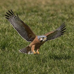 Fototapeta premium A barn owl hunting over a quiet farm.