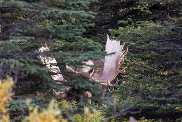 Alaska Yukon Bull Moose in Denali National Park Alaska in Autumn