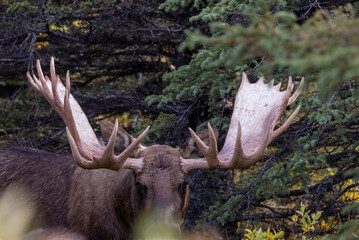 Alaska Yukon Bull Moose in Denali National Park Alaska in Autumn