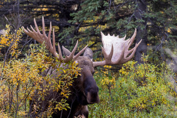 Alaska Yukon Bull Moose in Denali National Park Alaska in Autumn