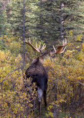 Alaska Yukon Bull Moose in Denali National Park Alaska in Autumn